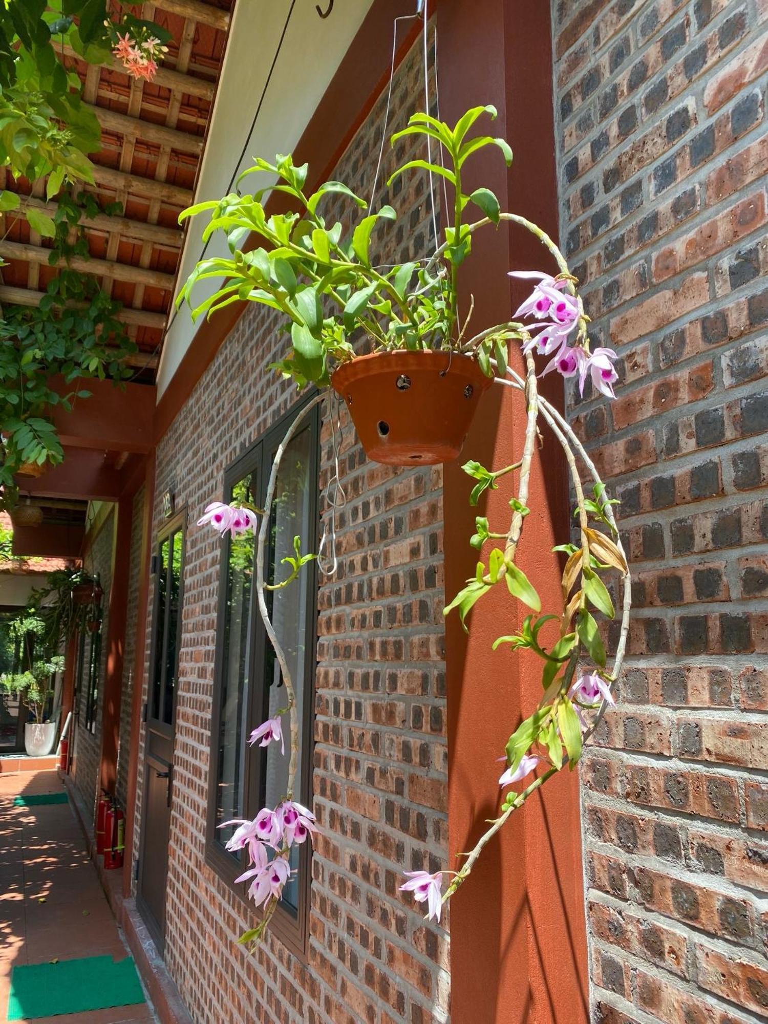 Thuy Xuyen Tam Coc Homestay Vu Lam Luaran gambar